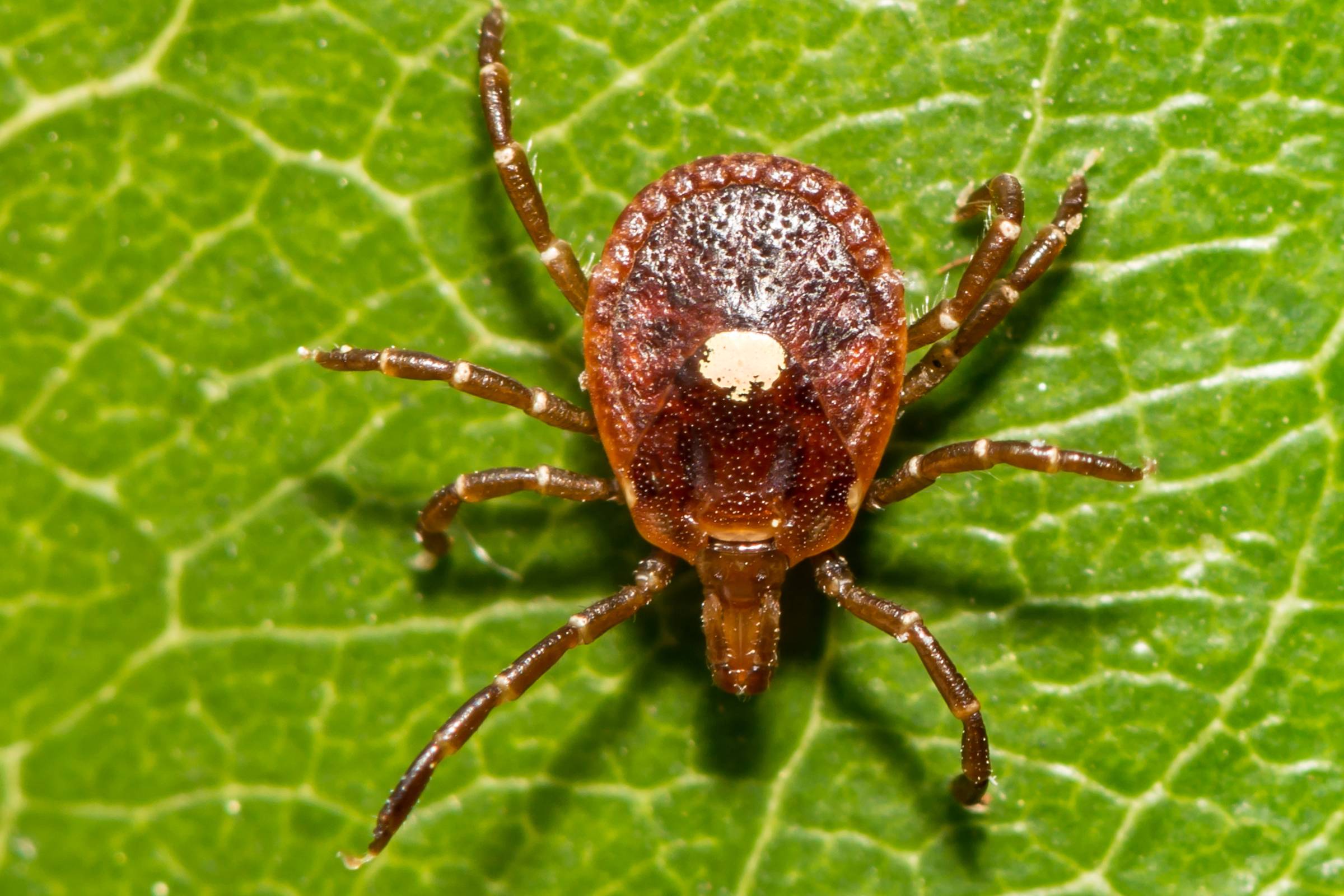 Many people view tick bites as minor annoyances or, at worst, potential carriers of Lyme disease. However, consider the possibility of waking up in the middle of the night to find a tick attached to your skin. This situation, while not life-threatening, can still cause discomfort and concern