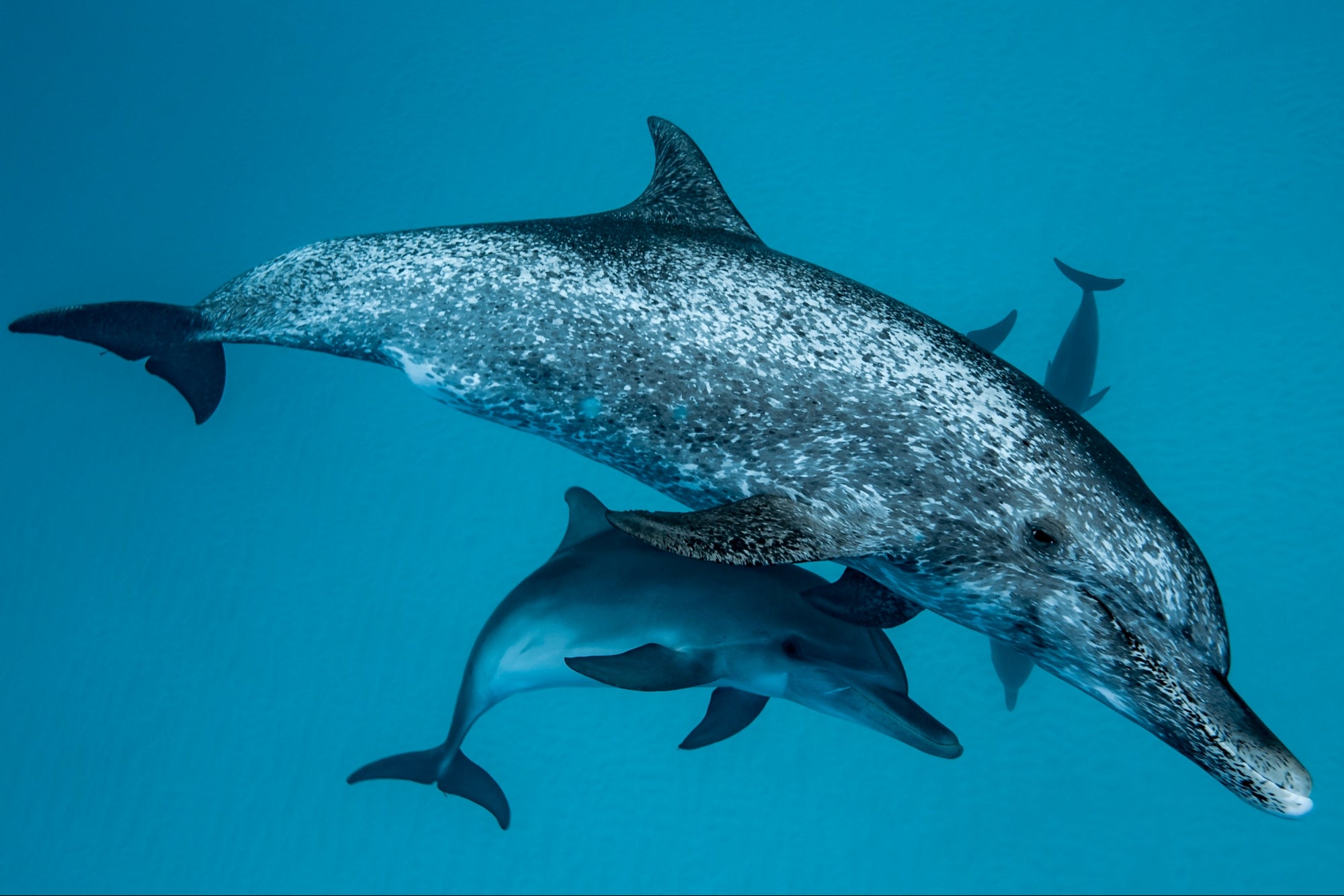The AI model was trained on four decades of audio and video of dolphins communicating with each other. It has gathered a vast amount of data and insights on their communication patterns and behaviors, providing valuable information for further research and understanding of these amazing creatures