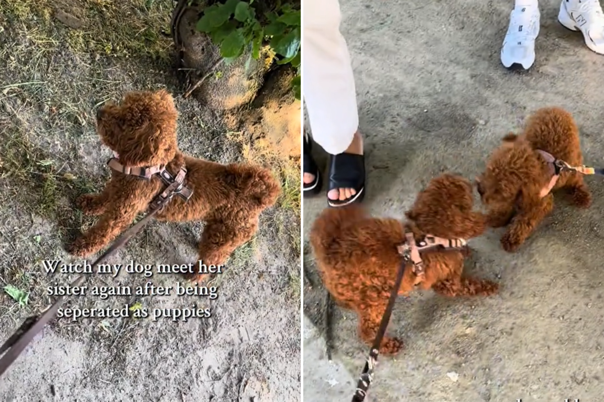 According to Nalas owner, the siblings were overjoyed to be reunited and it felt as though no time had passed